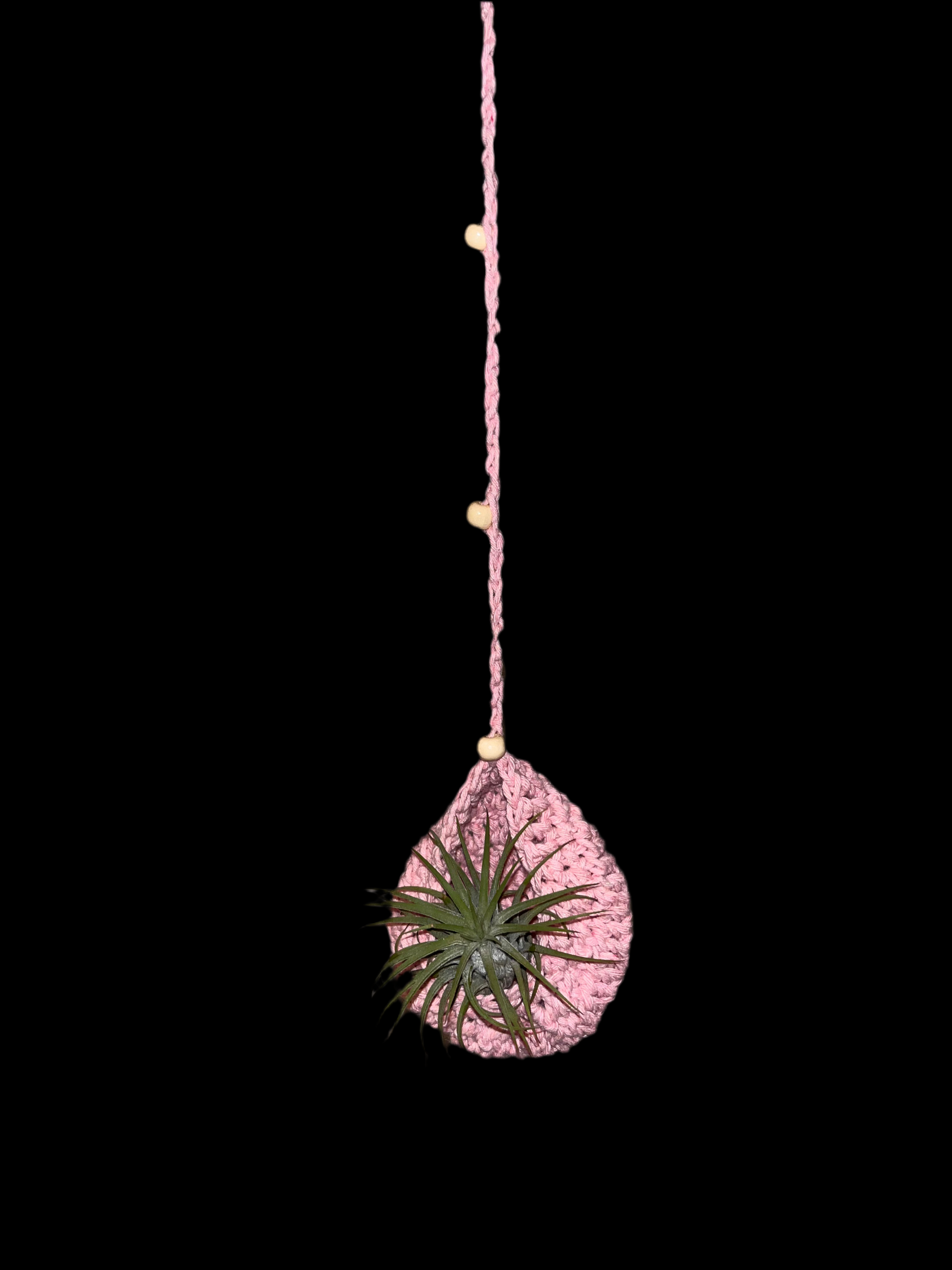 Airplant holder
