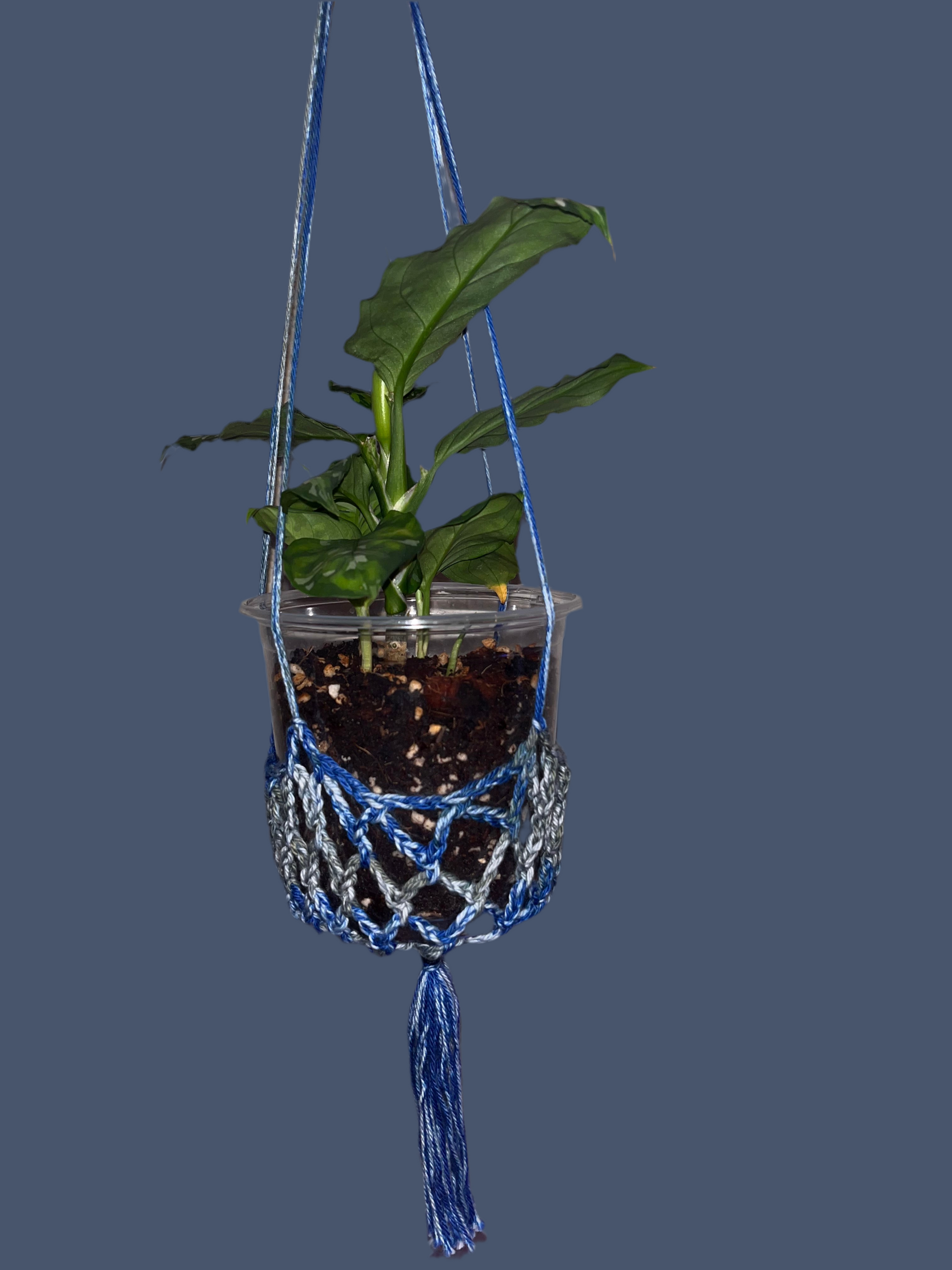 Plant Hanger