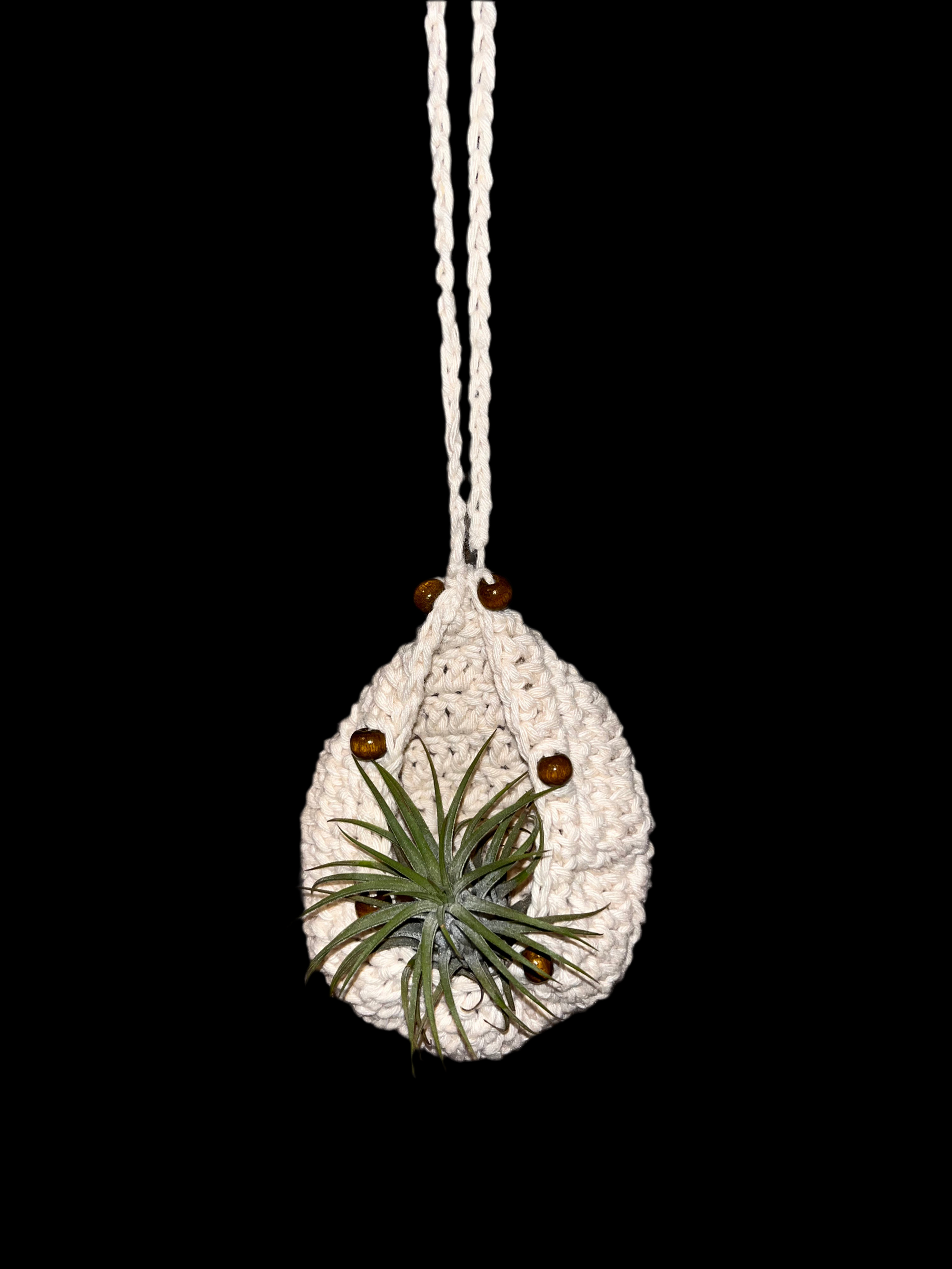 Airplant holder