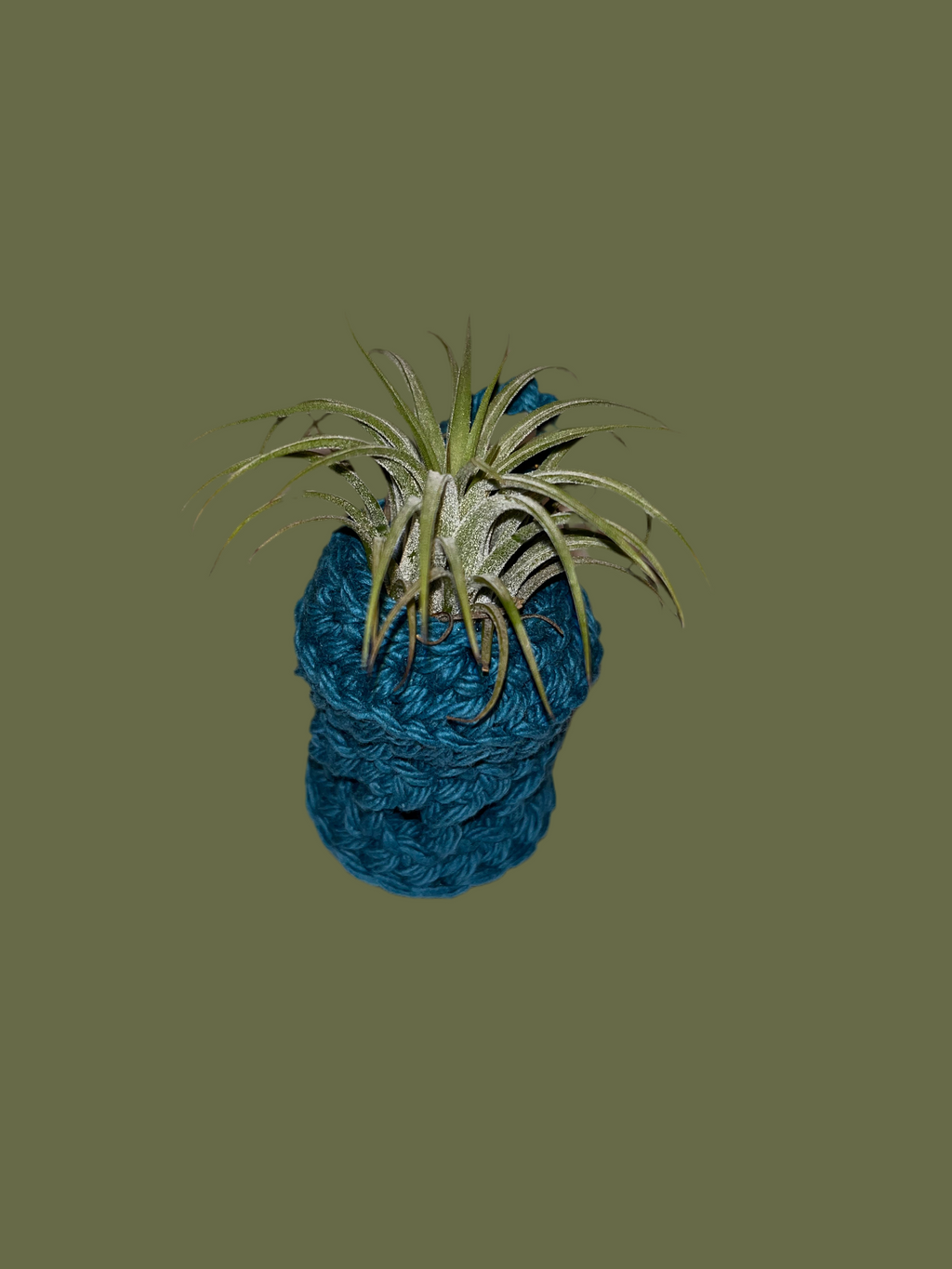 Airplant holder