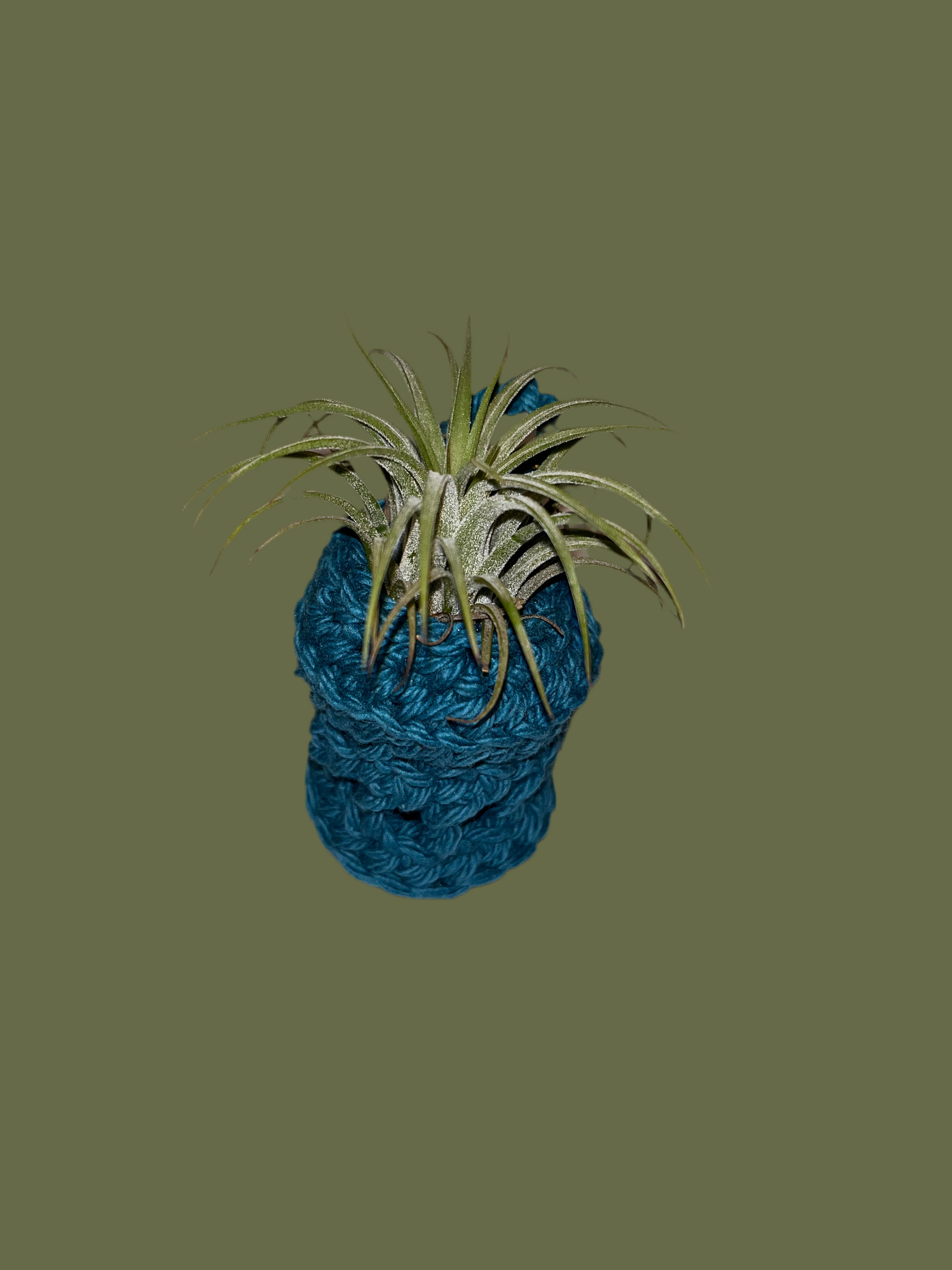 Airplant holder