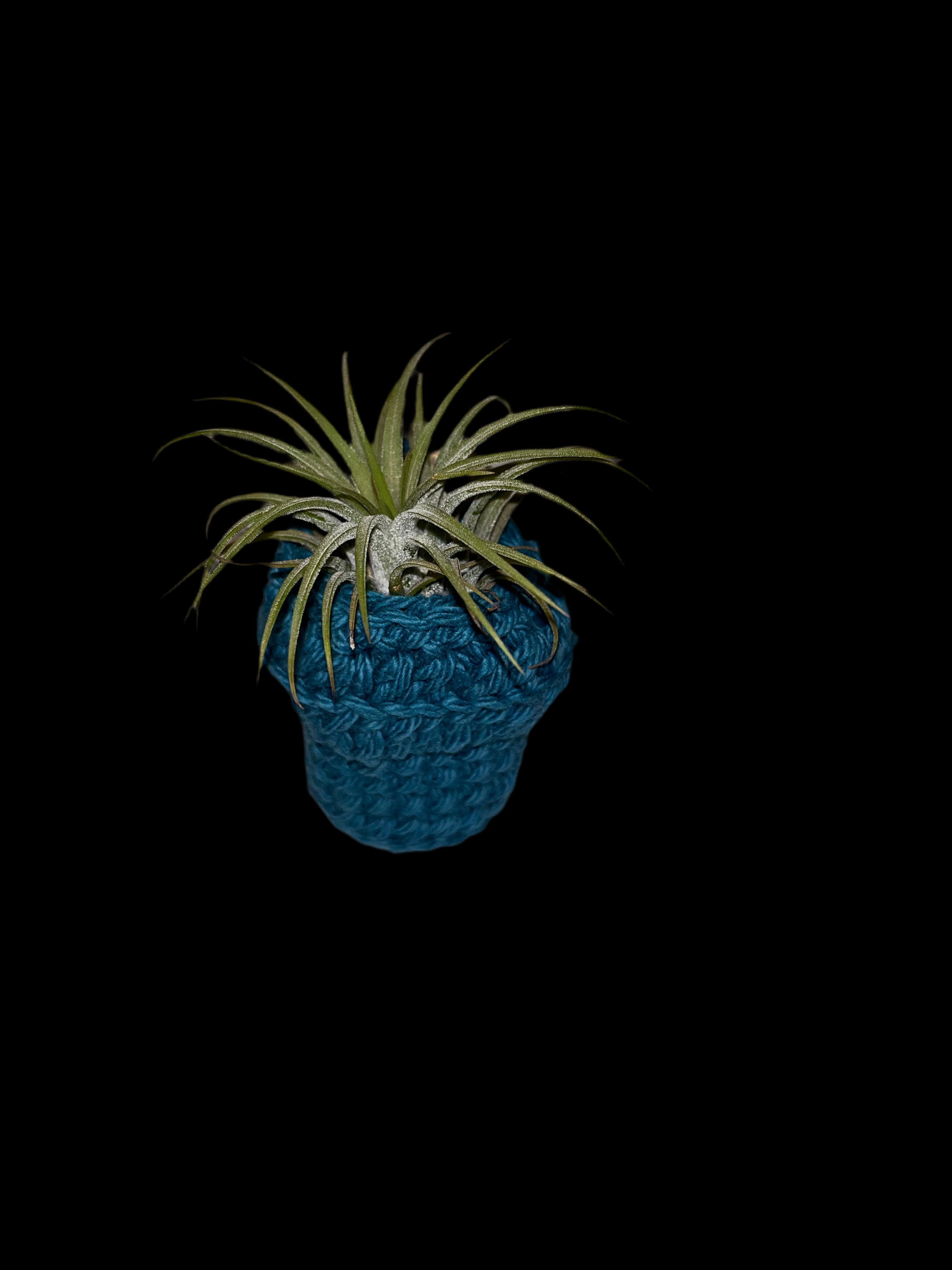 Airplant holder