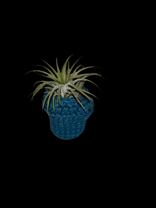 Airplant holder