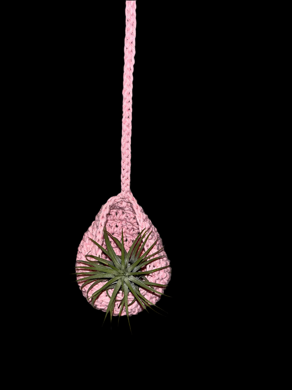 Airplant holder