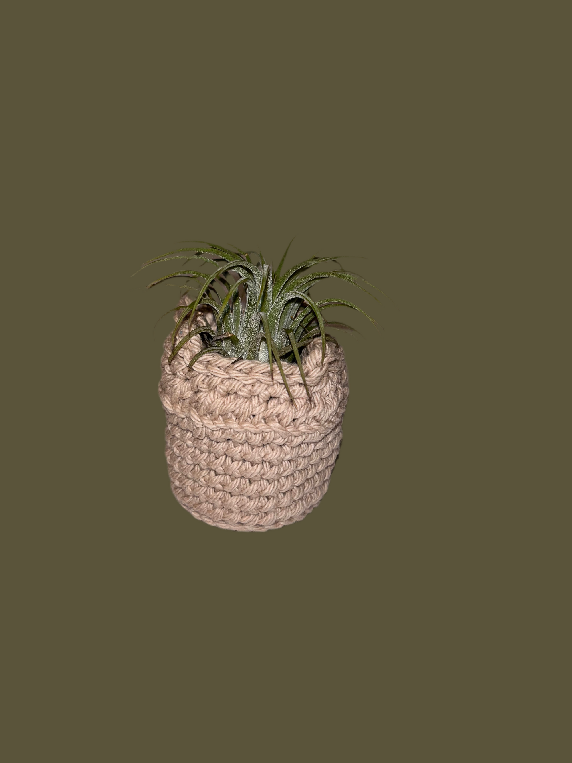 Airplant holder